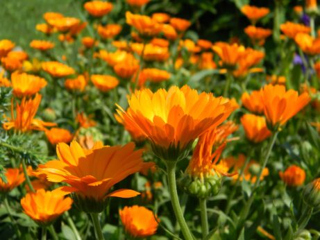 calendula 933760 1920