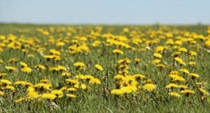 pampeliska louka
