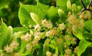linden tree 817061 1280